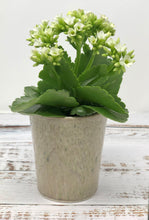 Load image into Gallery viewer, The Hopper Pot - Meadow