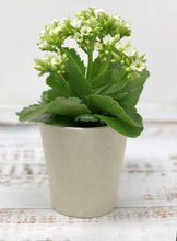 Load image into Gallery viewer, The Hopper Pot - Cream
